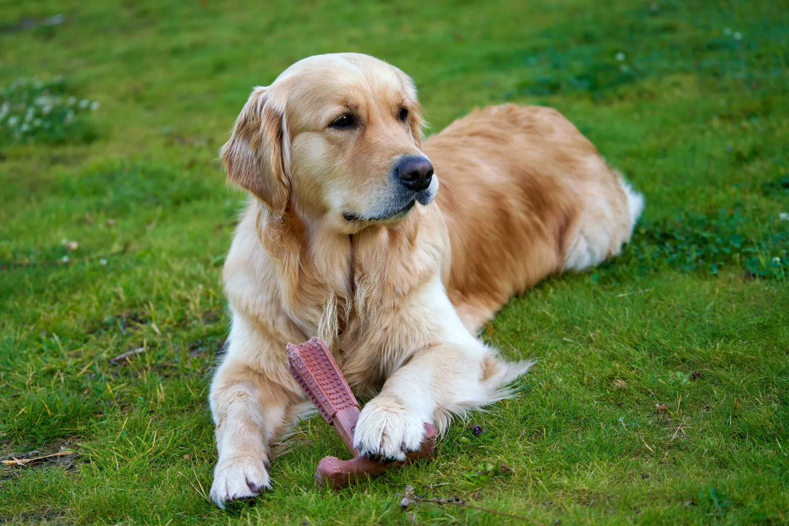 A golden retriever lying on green grass with a chew toy, enjoying a relaxed moment.